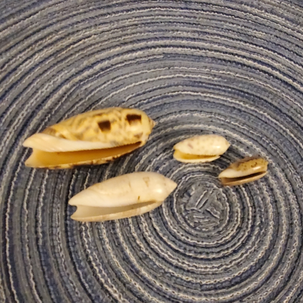 Olive shell bundle - Picture 3 of 4